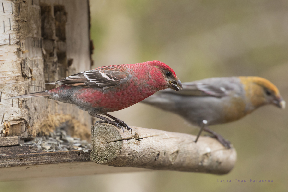 Pine, Grosbeak, Pinicola, enucleator, Varanger, spring