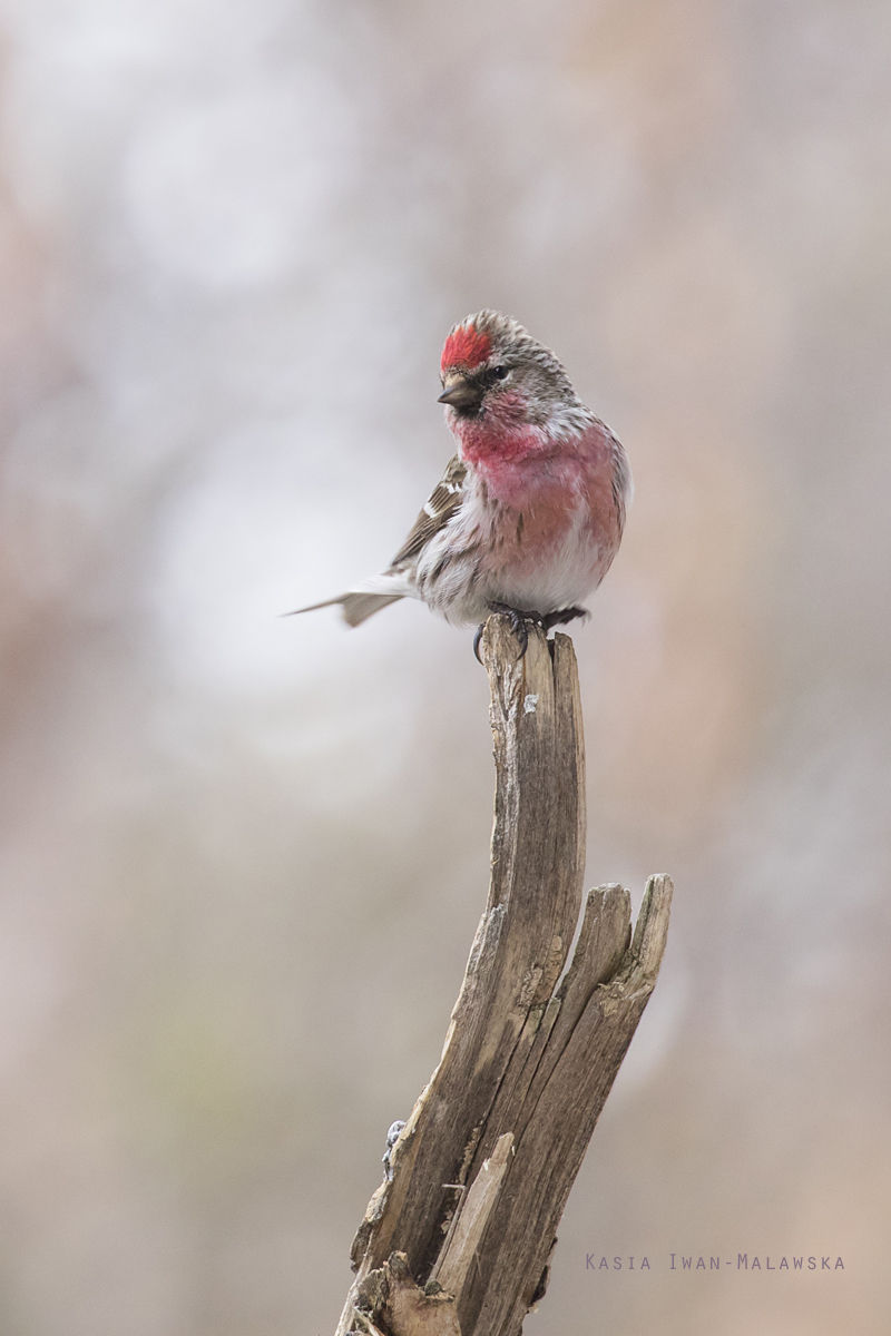 Czeczotka, Carduelis, Acanthis, flammea, Varanger, wiosna, ptaki