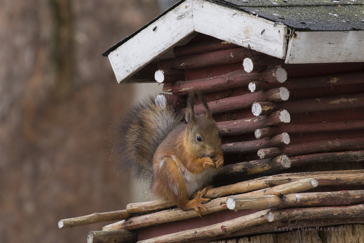 Wiewirka, Sciurus, vulgaris, pospolita, Varanger, wiosna, ssaki