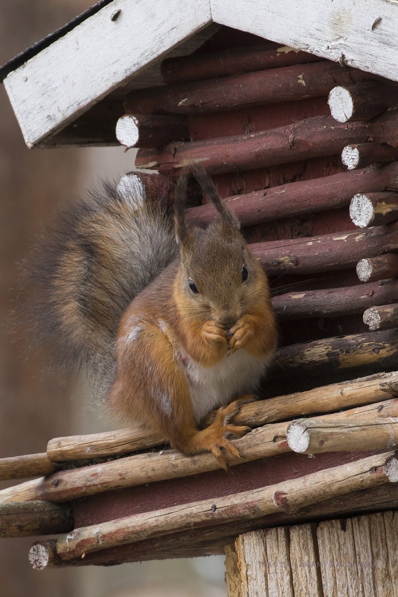 Wiewirka, Sciurus, vulgaris, pospolita, Varanger, wiosna, ssaki