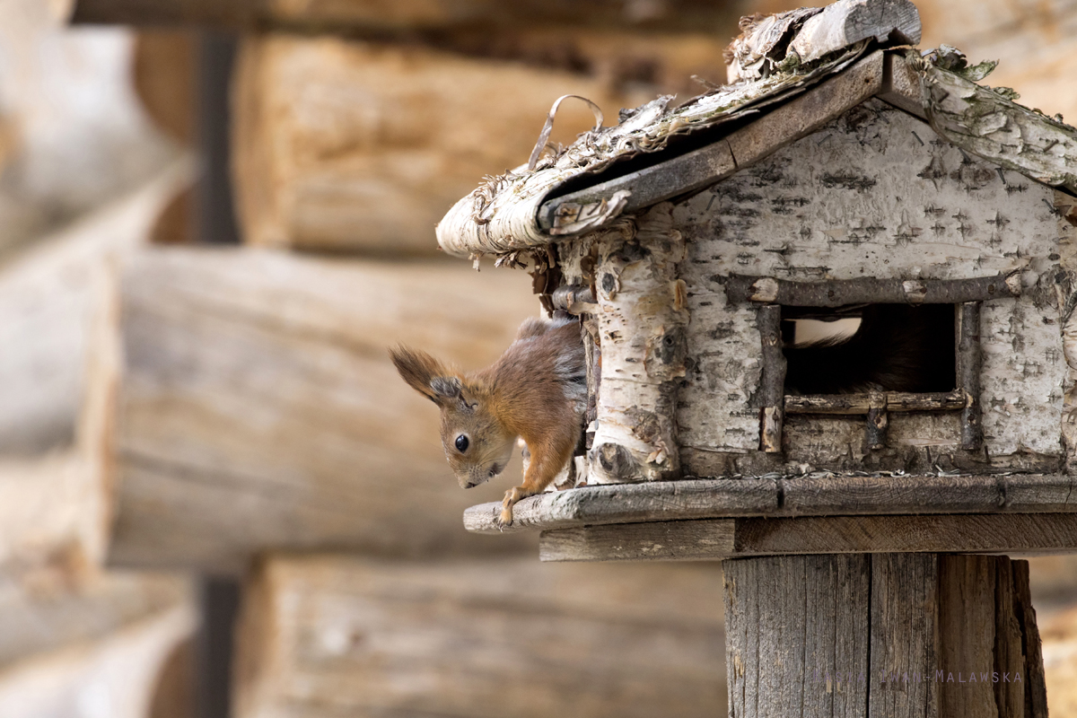 Sciurus, vulgaris, Eurasian, Red, Squirrel, Varanger, spring