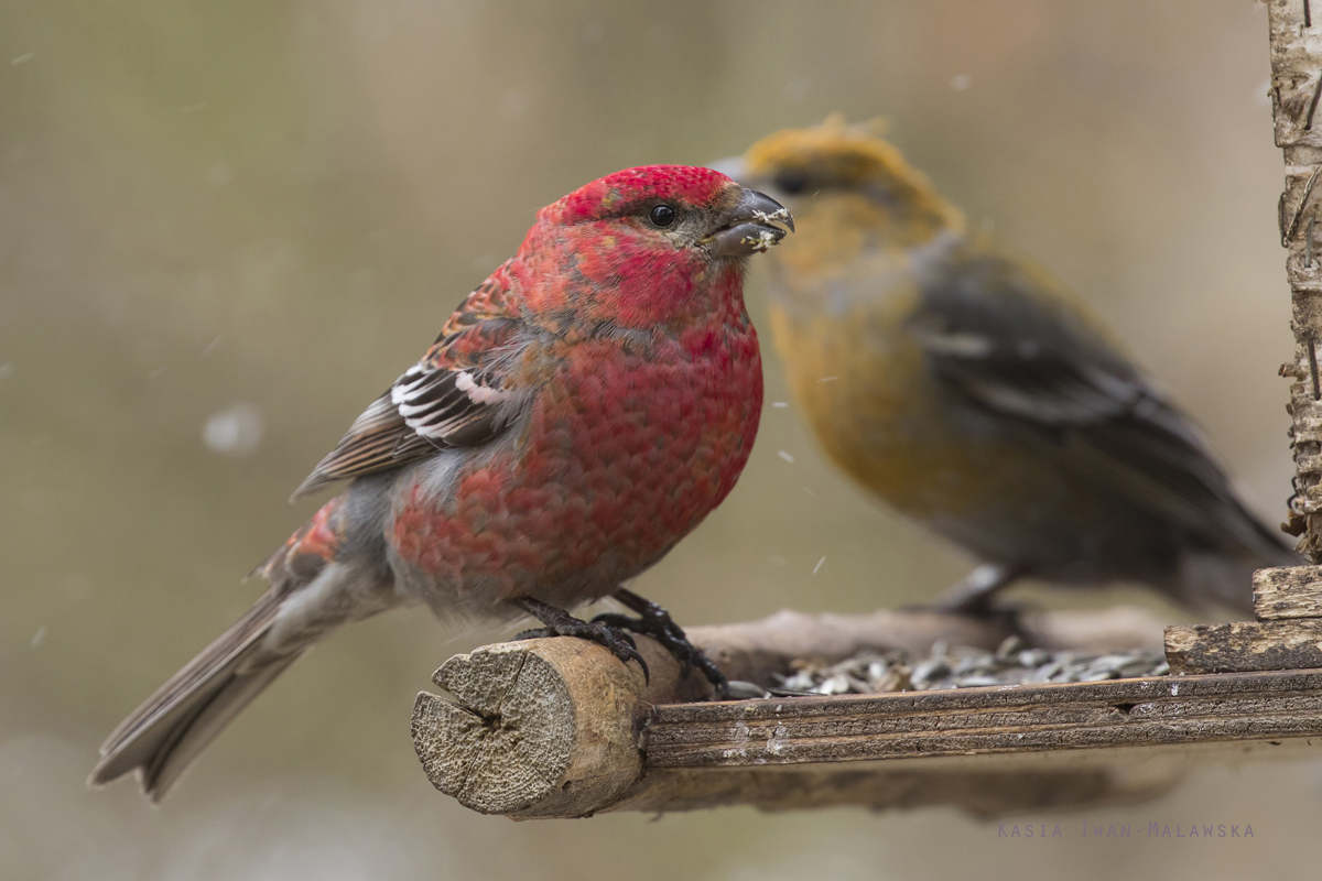 Pine, Grosbeak, Pinicola, enucleator, Varanger, spring