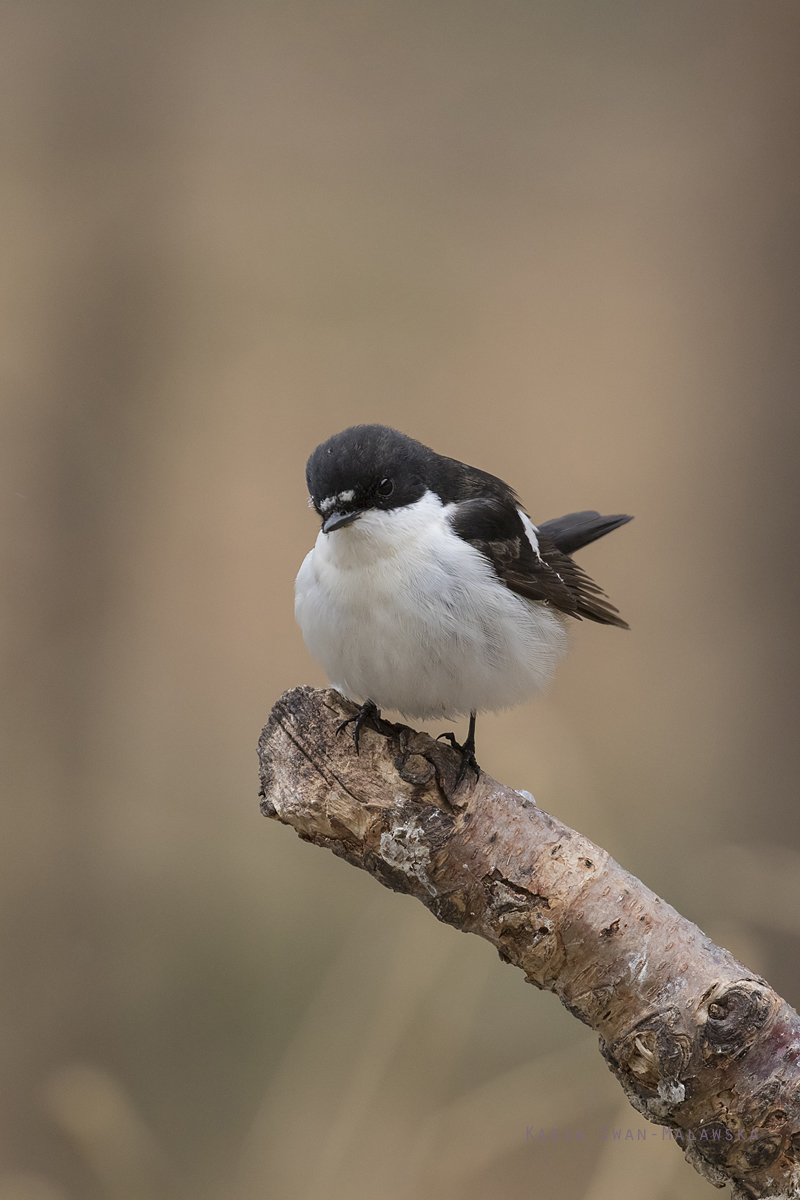 Muchowka, aobna, Ficedula, hypoleuca, Varanger, wiosna, ptaki