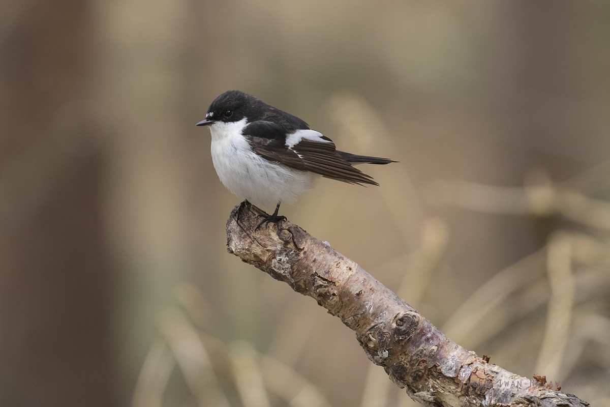 Pied, Flycatcher, Ficedula, hypoleuca, Varanger, spring