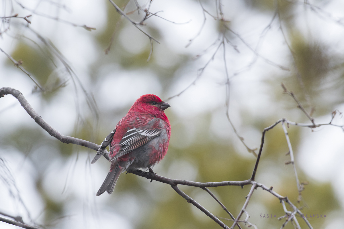 Pine, Grosbeak, Pinicola, enucleator, Varanger, spring