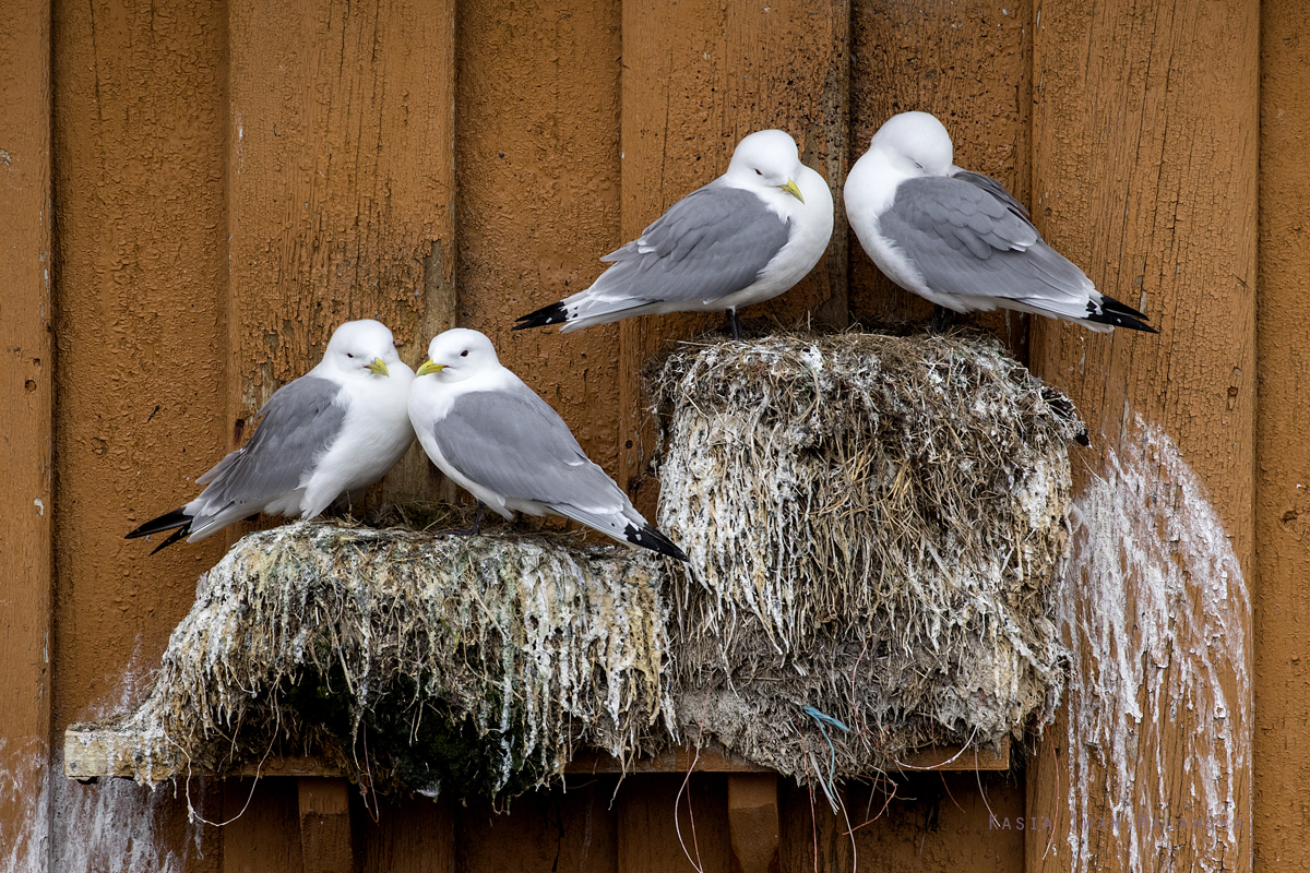 Black-legged, Kittiwake, Rissa, tridactyla, Varanger, spring