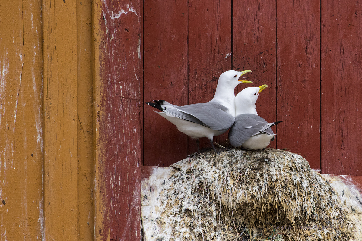 Black-legged, Kittiwake, Rissa, tridactyla, Varanger, spring