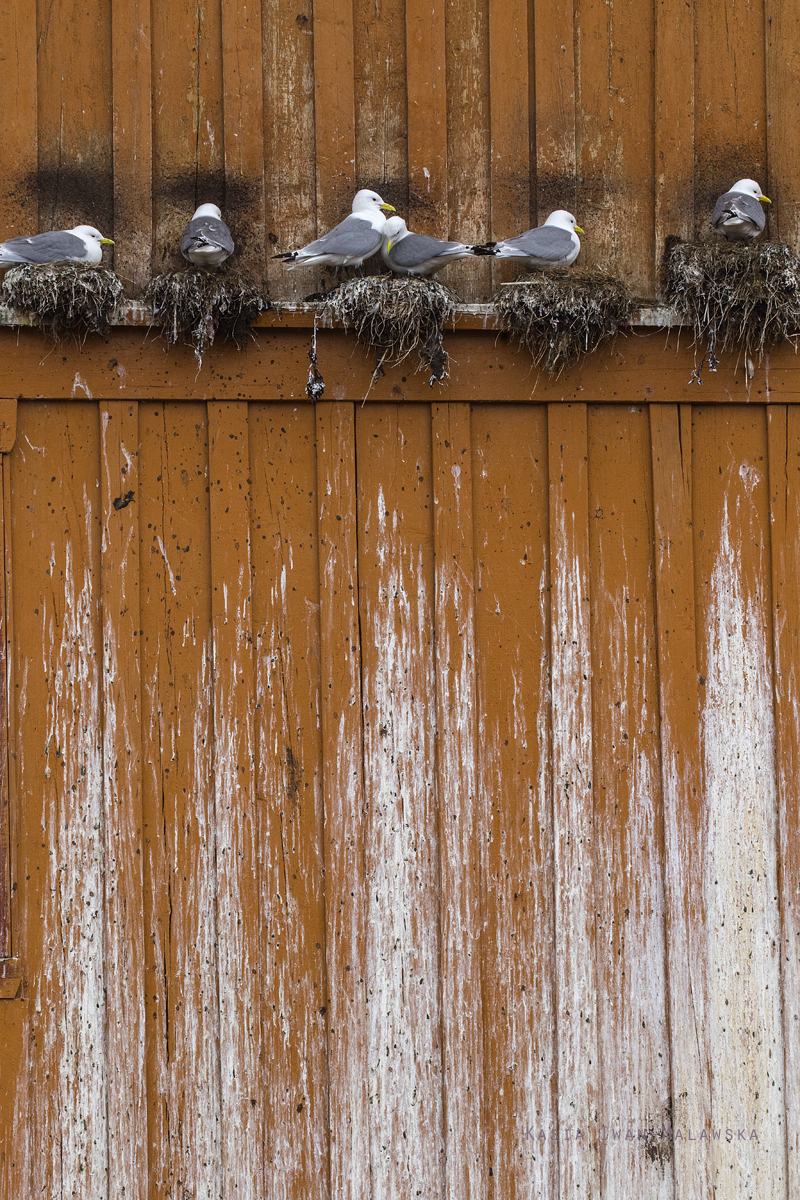 Black-legged, Kittiwake, Rissa, tridactyla, Varanger, spring