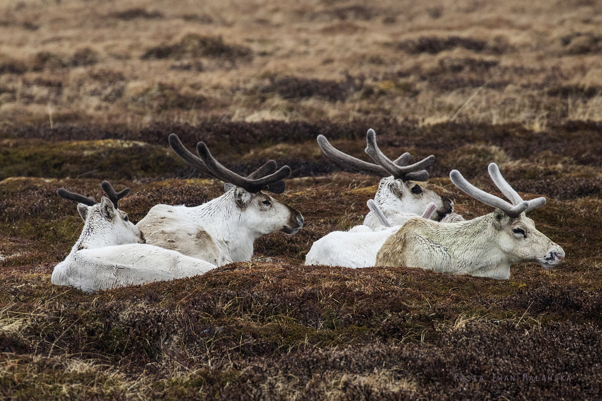 Renifer, Rangifer, tarandus, ren, caribou, Varanger, wiosna, ssaki