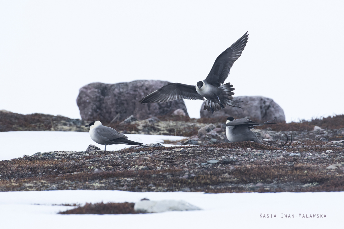 Jaeger, Stercorarius, longicaudus, Long-tailed, Skua, Varanger, spring