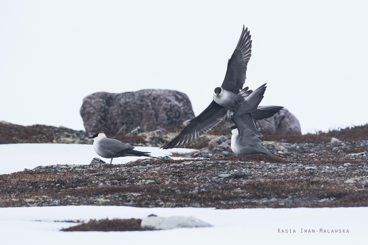 Jaeger, Stercorarius, longicaudus, Long-tailed, Skua, Varanger, spring