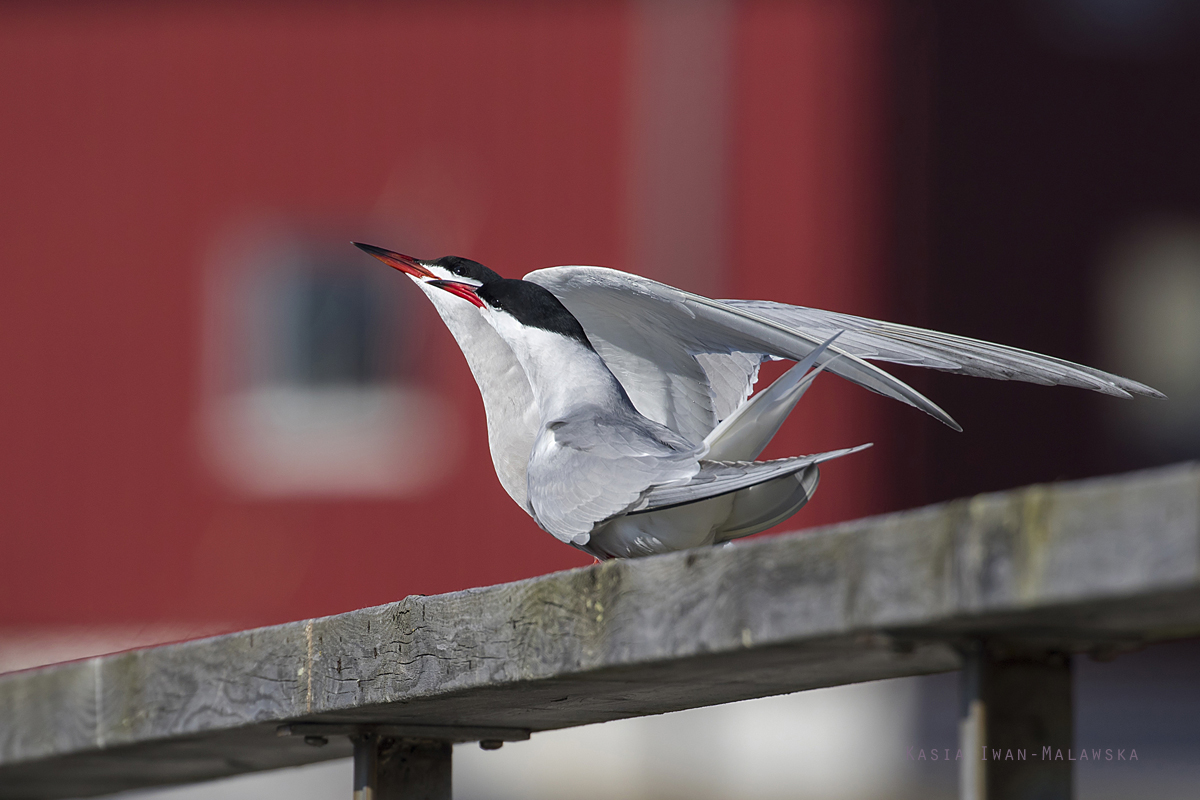 Rybitwa, rzeczna, Sterna, hirundo, rybitwa, zwyczajna, Varanger, wiosna, ptaki