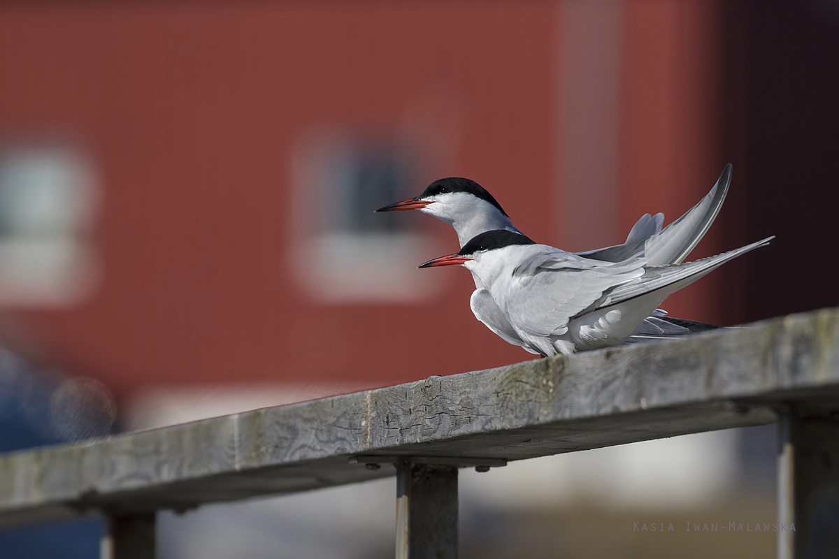 Common, Tern, Sterna, hirundo, Varanger, spring