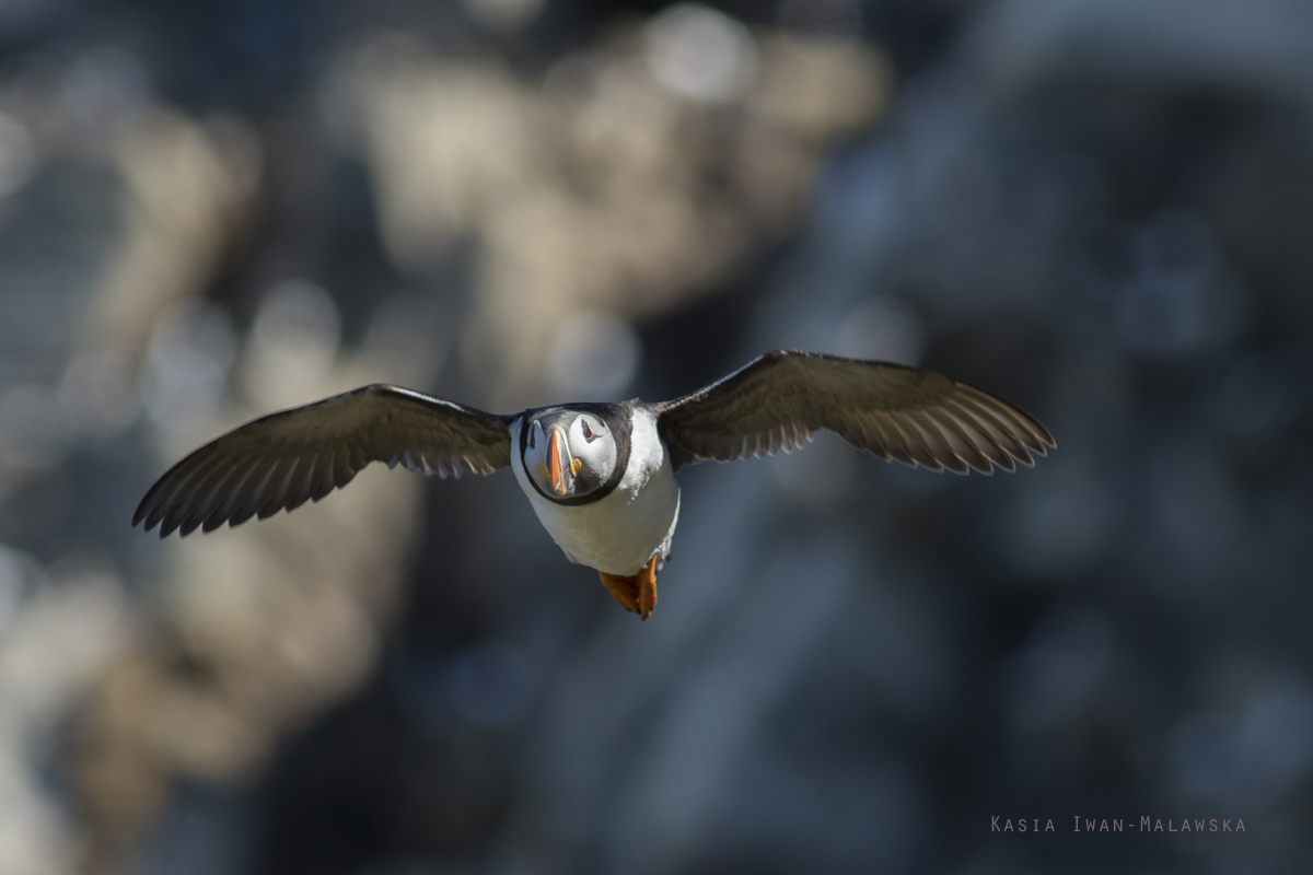 Maskonur, Fratercula, arctica, Varanger, wiosna, ptaki