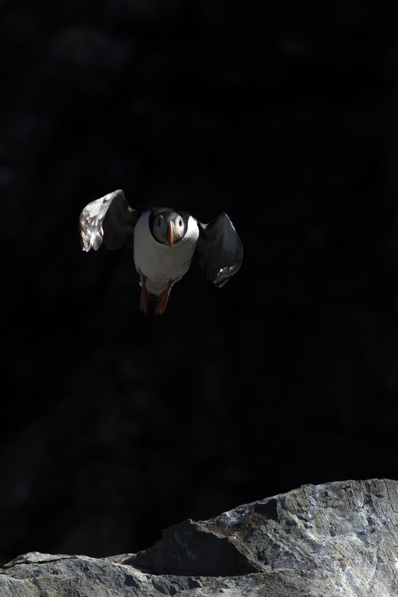 Atlantic, Common, Puffin, Fratercula, arctica, Varanger, spring