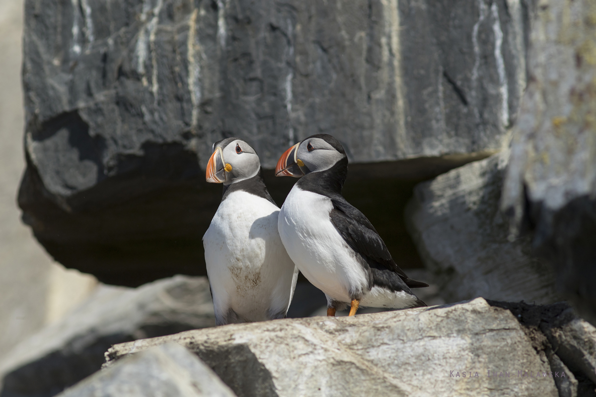 Maskonur, Fratercula, arctica, Varanger, wiosna, ptaki