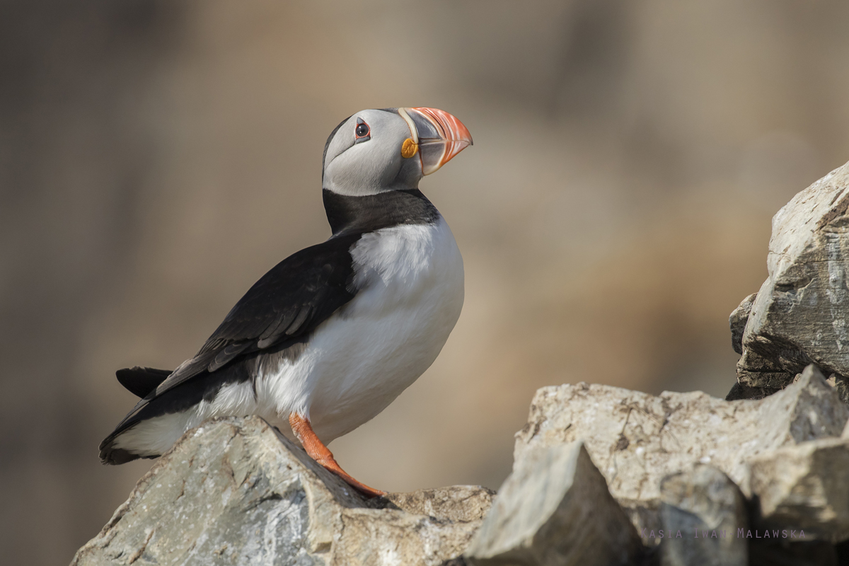 Maskonur, Fratercula, arctica, Varanger, wiosna, ptaki