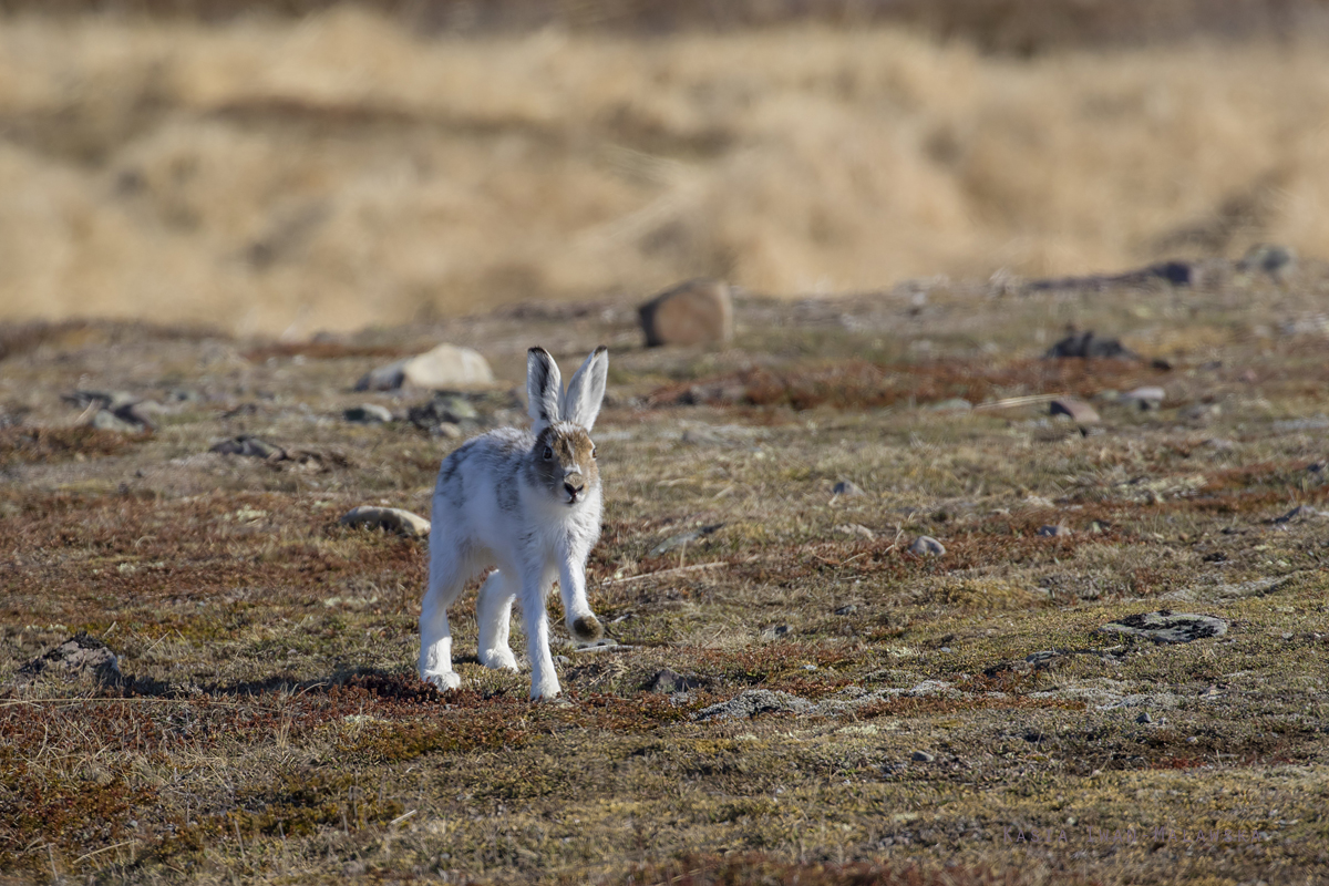 Mountain, hare, Lepus, timidus, Blue, Tundra, Variable, White, Snow, Alpine, Hare, Varanger, spring