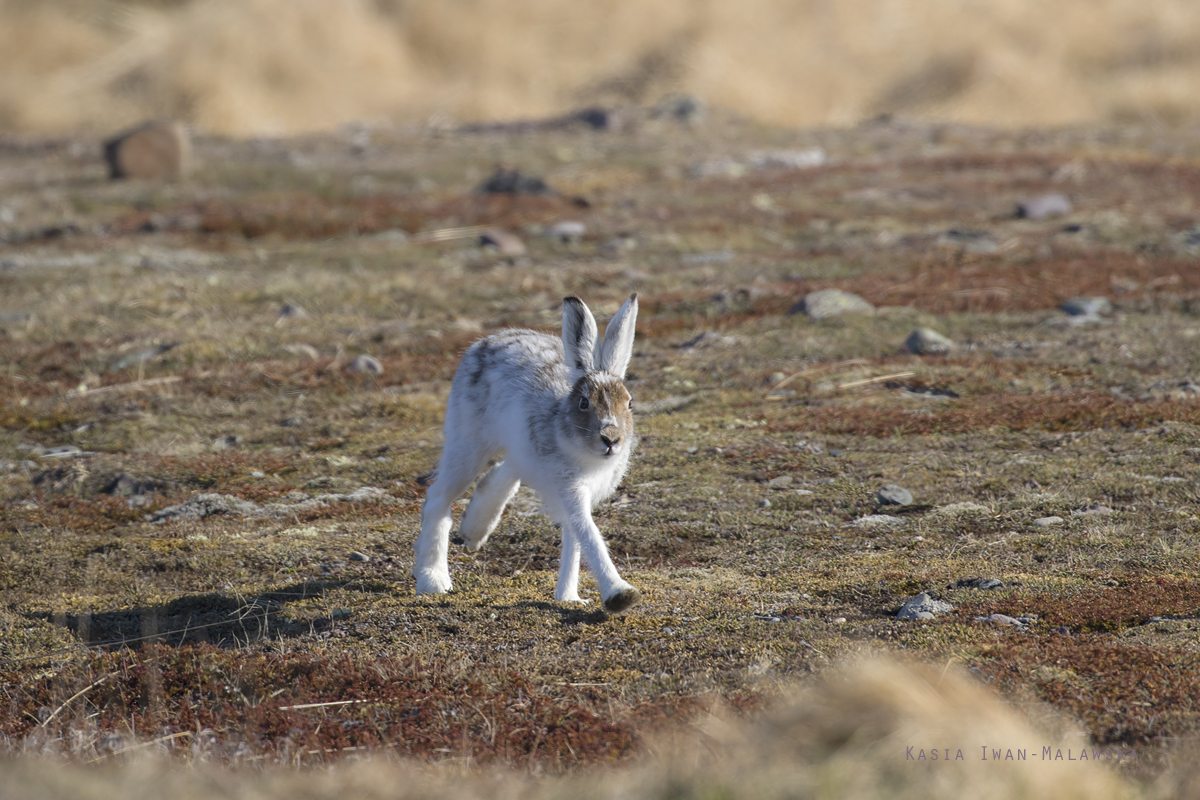 Zajc, bielak, Lepus, timidus, Varanger, wiosna, ssaki