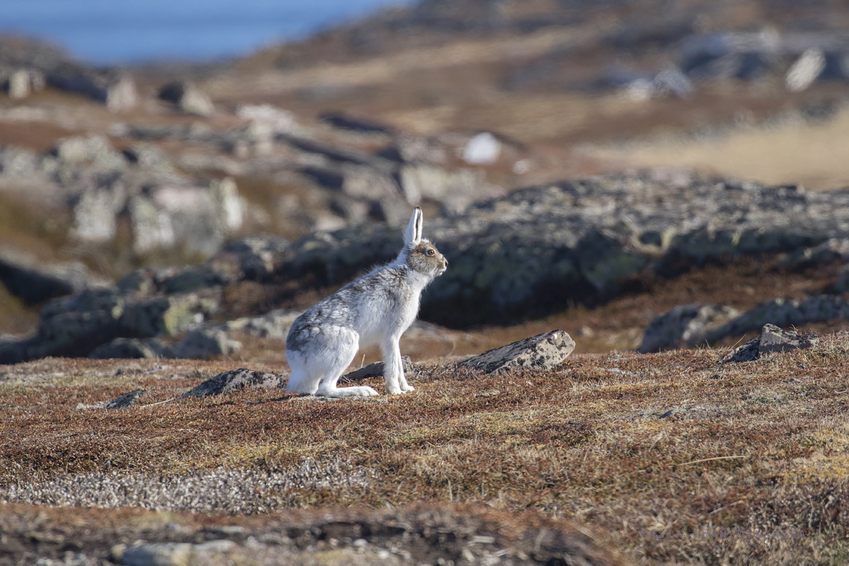 Zajc, bielak, Lepus, timidus, Varanger, wiosna, ssaki