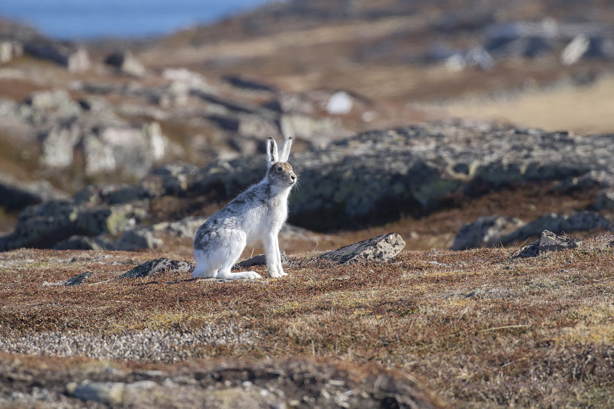 Zajc, bielak, Lepus, timidus, Varanger, wiosna, ssaki