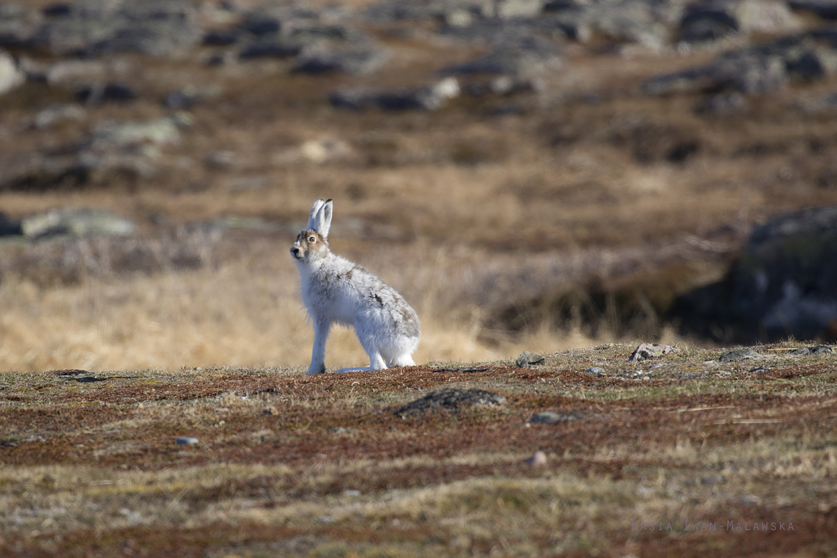 Zajc, bielak, Lepus, timidus, Varanger, wiosna, ssaki