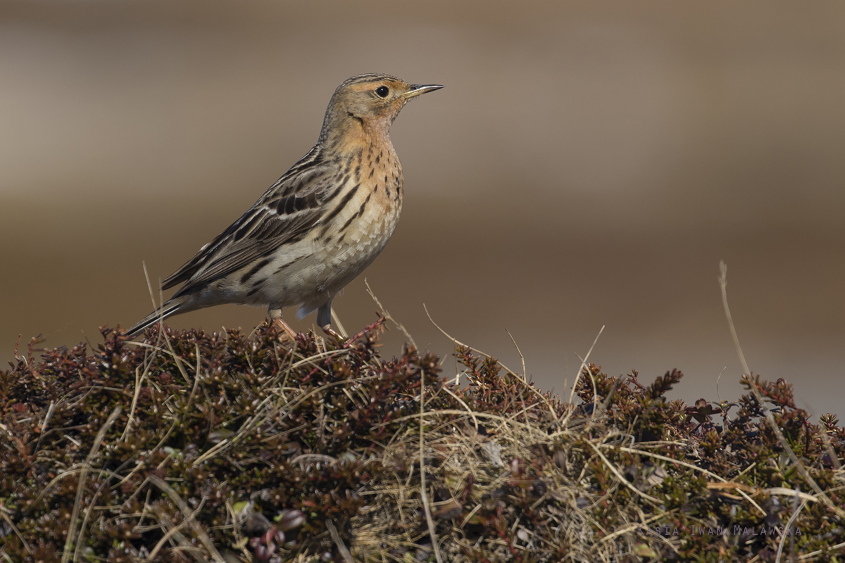 Red-throated, Pipit, Anthus, cervinus, Varanger, spring