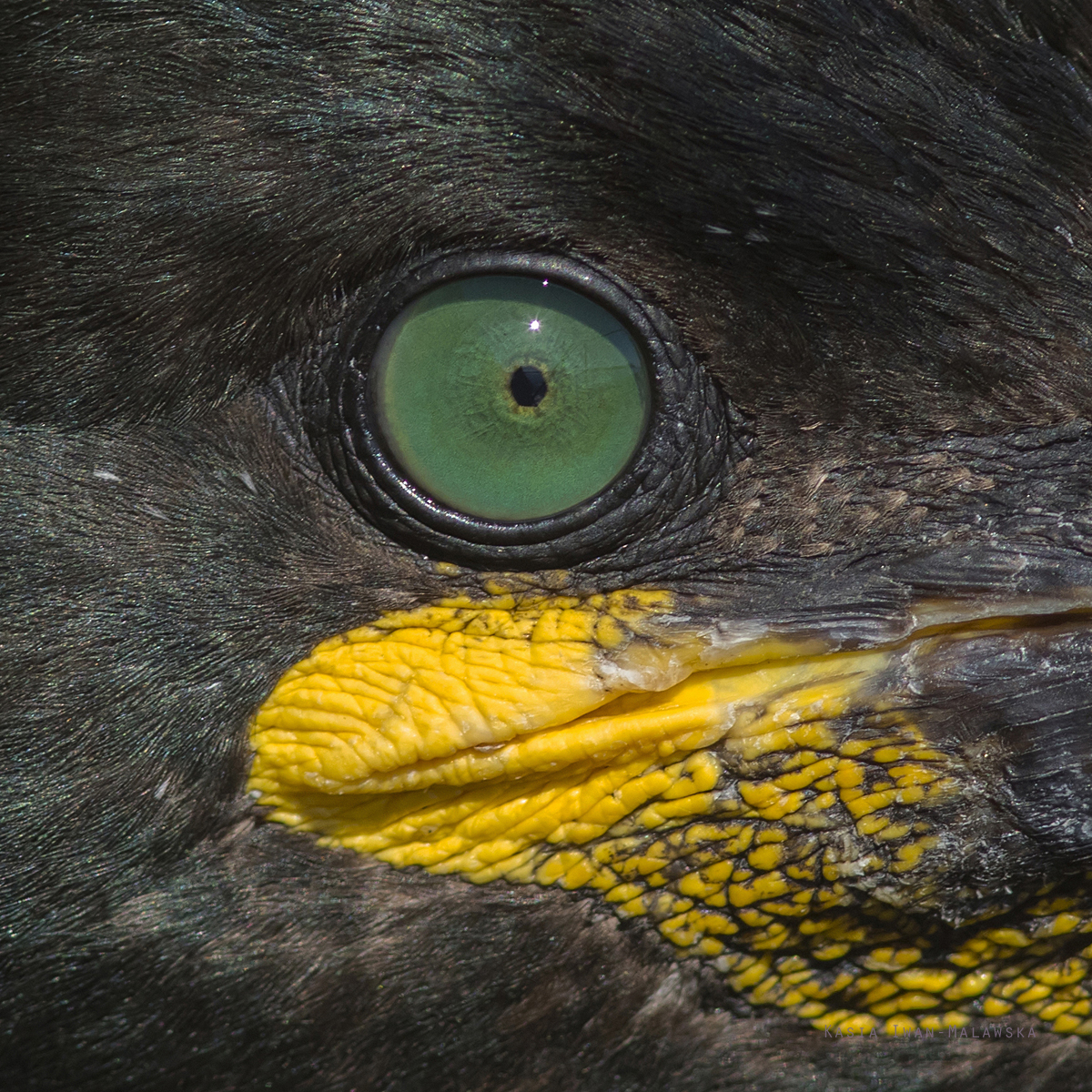 Kormoran, czubaty, Phalacrocorax, aristotelis, Varanger, wiosna, ptaki