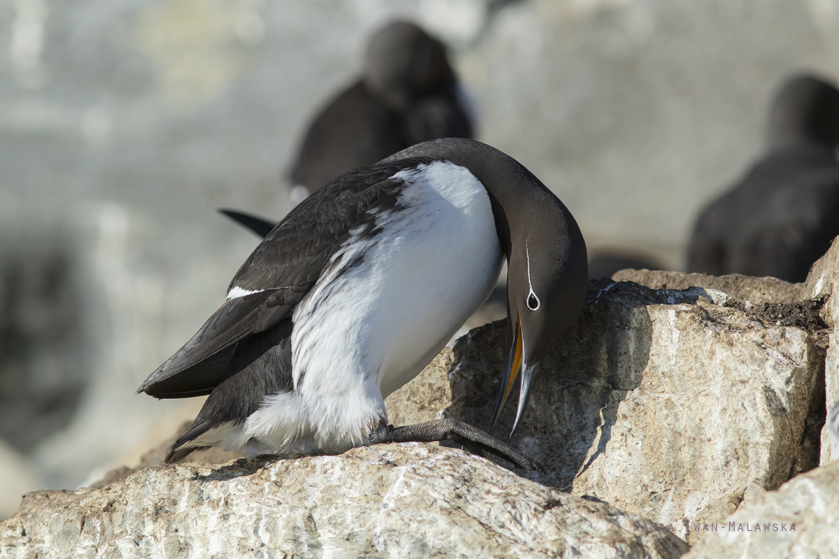 Common, Murre, Uria, aalge, Varanger, spring