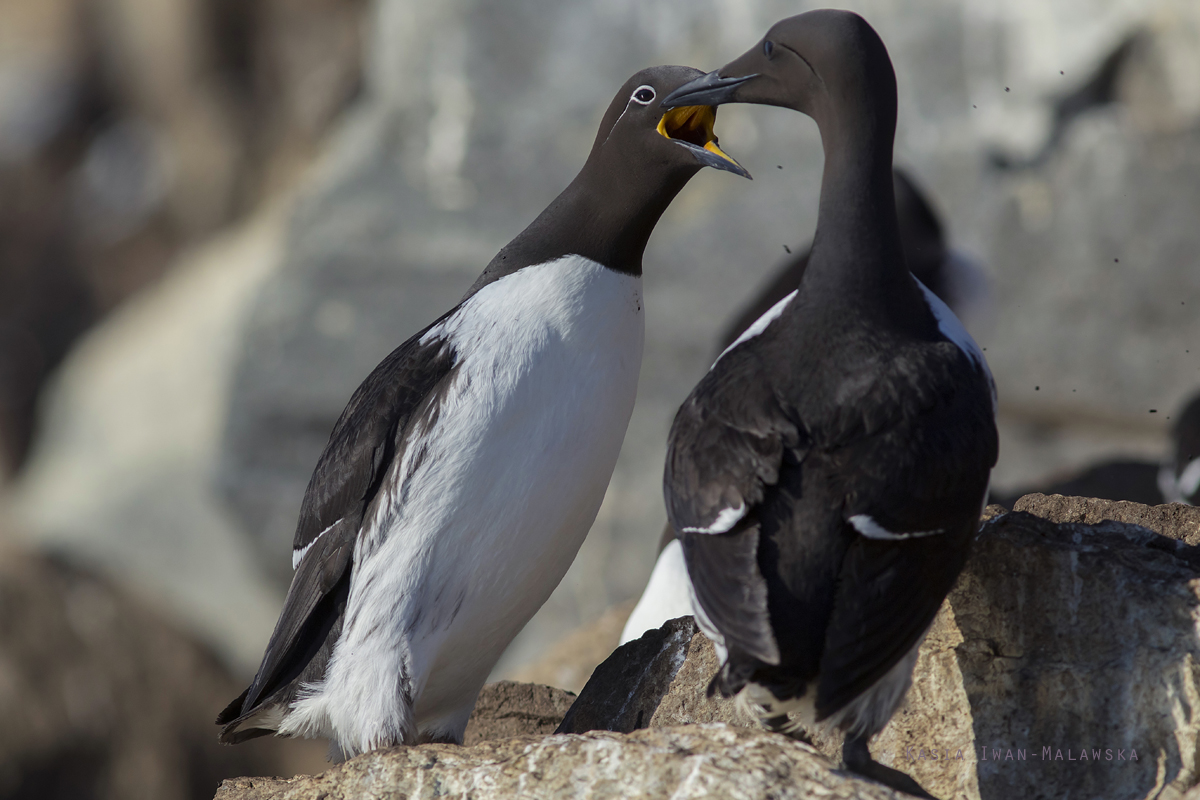 Common, Murre, Uria, aalge, Varanger, spring