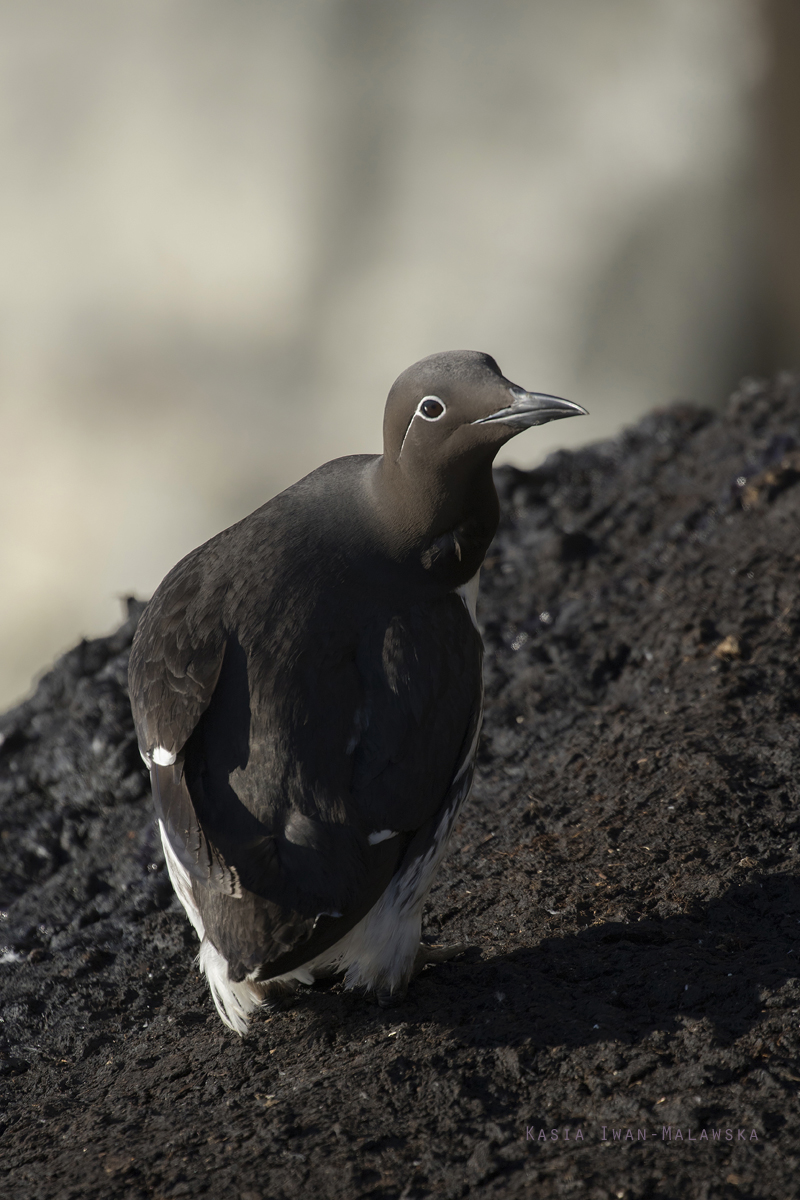 Common, Murre, Uria, aalge, Varanger, spring