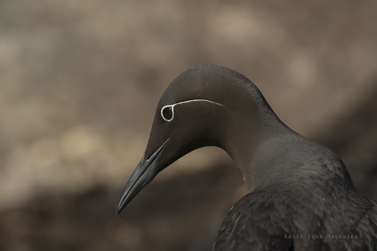 Common, Murre, Uria, aalge, Varanger, spring