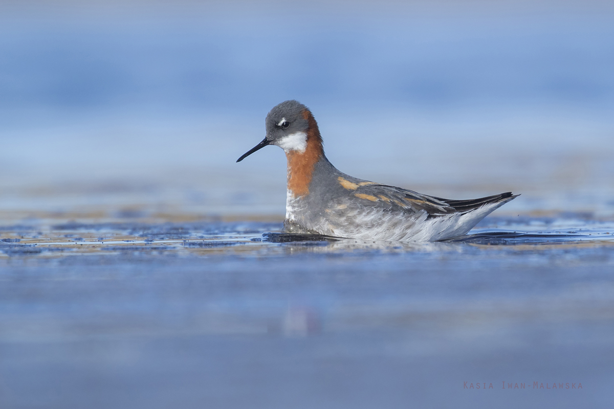 Red-necked, Phalarope, Phalaropus, lobatus, Varanger, spring