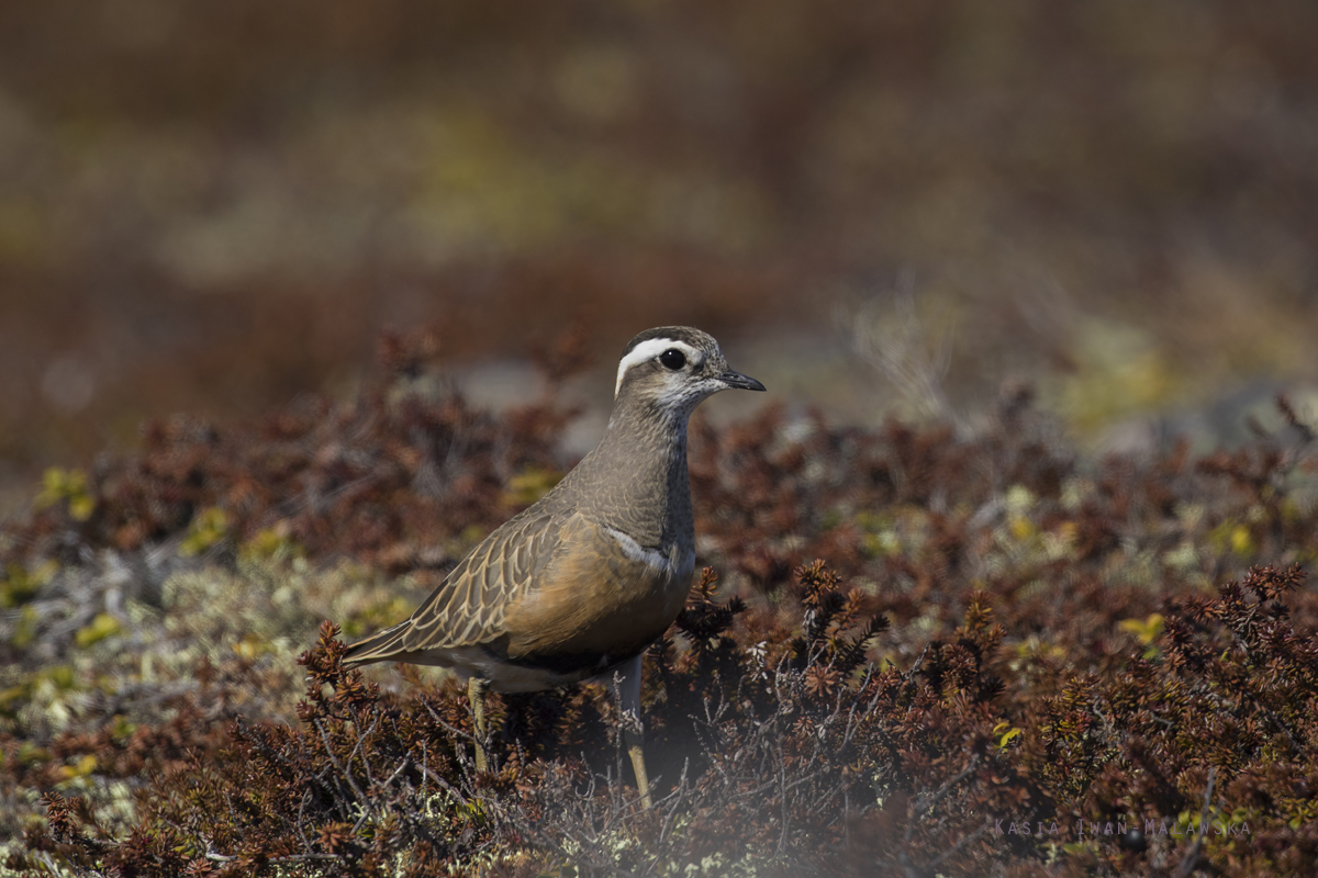 Eurasian, Dotterel, Eudromias, morinellus, Varanger, spring