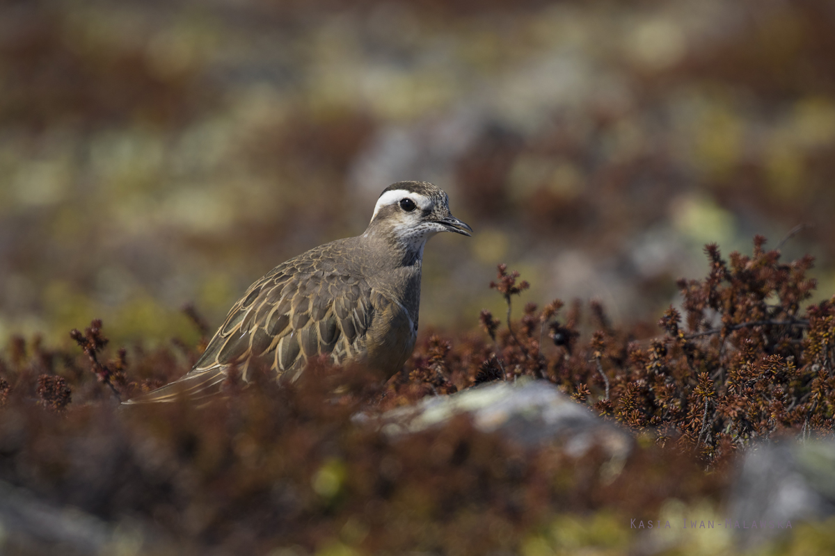 Eurasian, Dotterel, Eudromias, morinellus, Varanger, spring