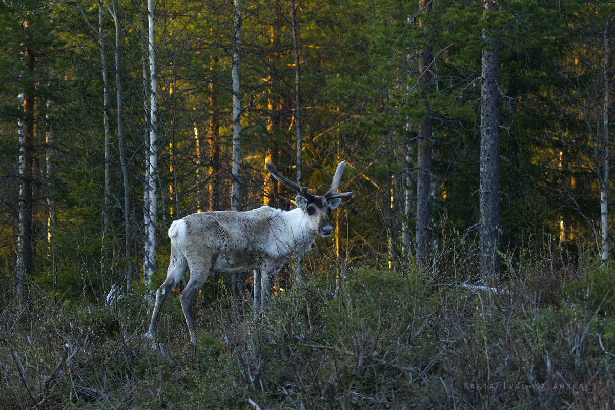 Renifer, Rangifer, tarandus, ren, caribou, Varanger, wiosna, ssaki