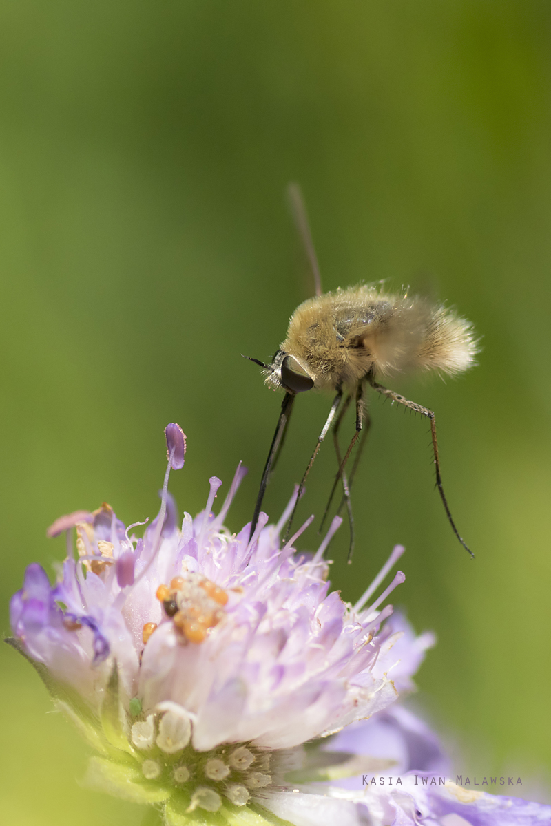 Bombylius, major, Large, Dark-edged, Bee-fly, diptera