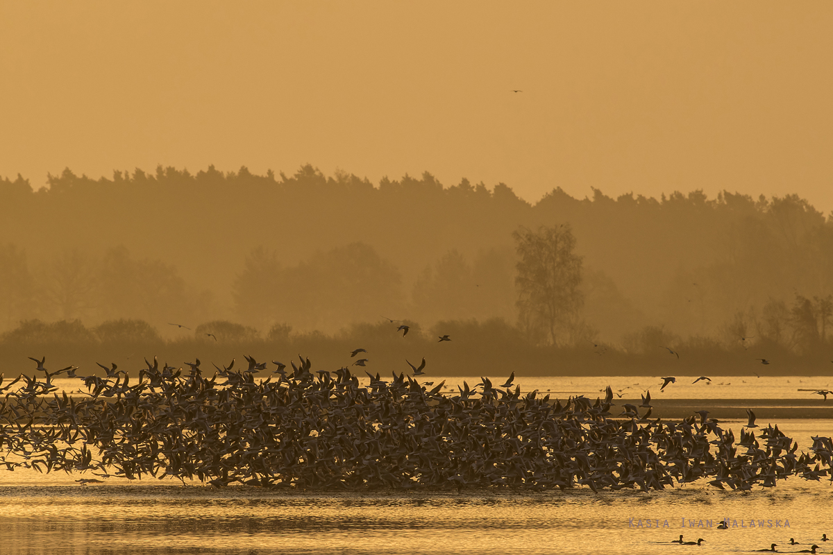 Black-headed, Gull, Larus, ridibundus