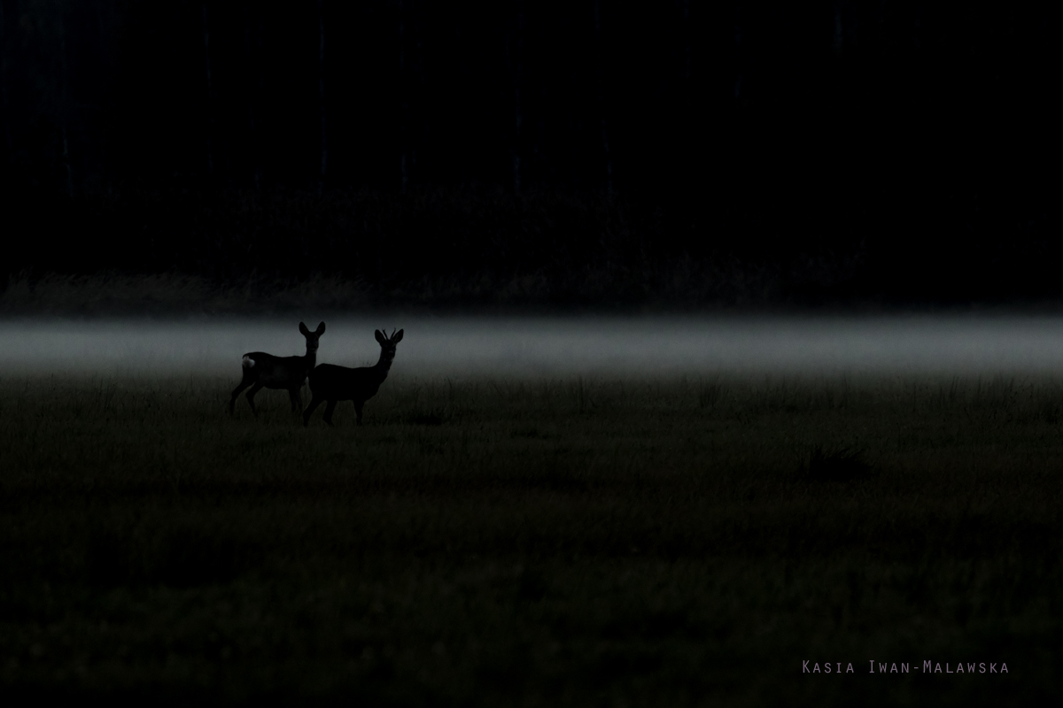 Roe, Deer, Capreolus, capreolus