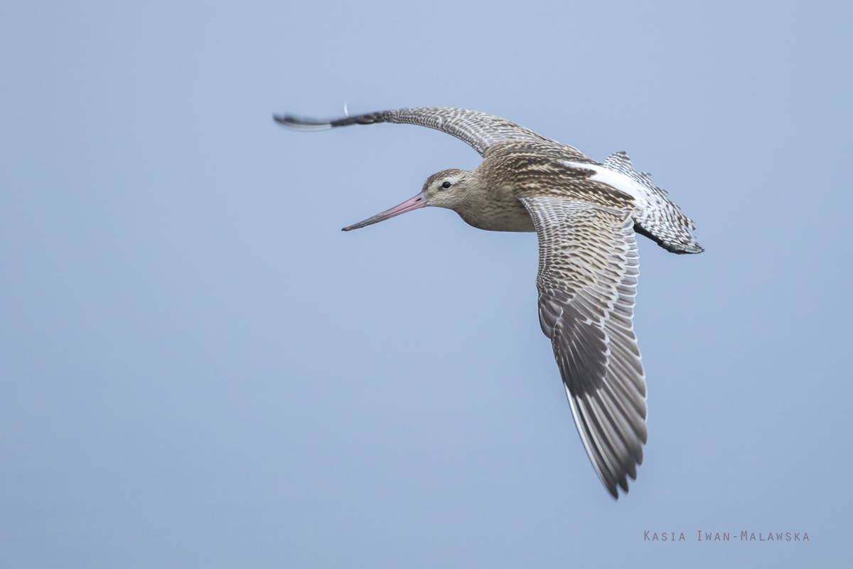 Bar-tailed, Godwit, Limosa, lapponica