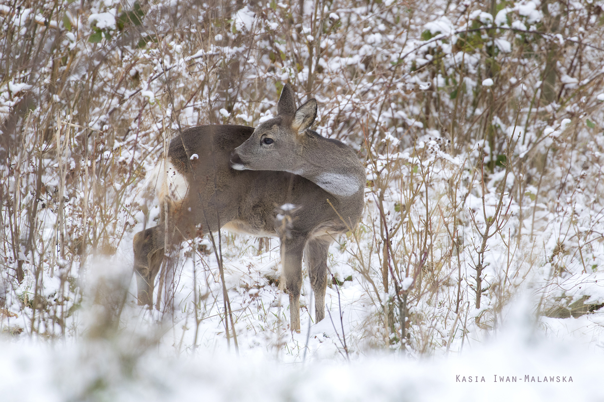 Sarna, Capreolus, capreolus, ssaki