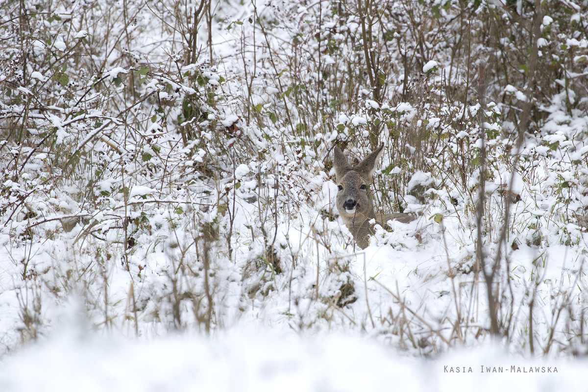 Roe, Deer, Capreolus, capreolus