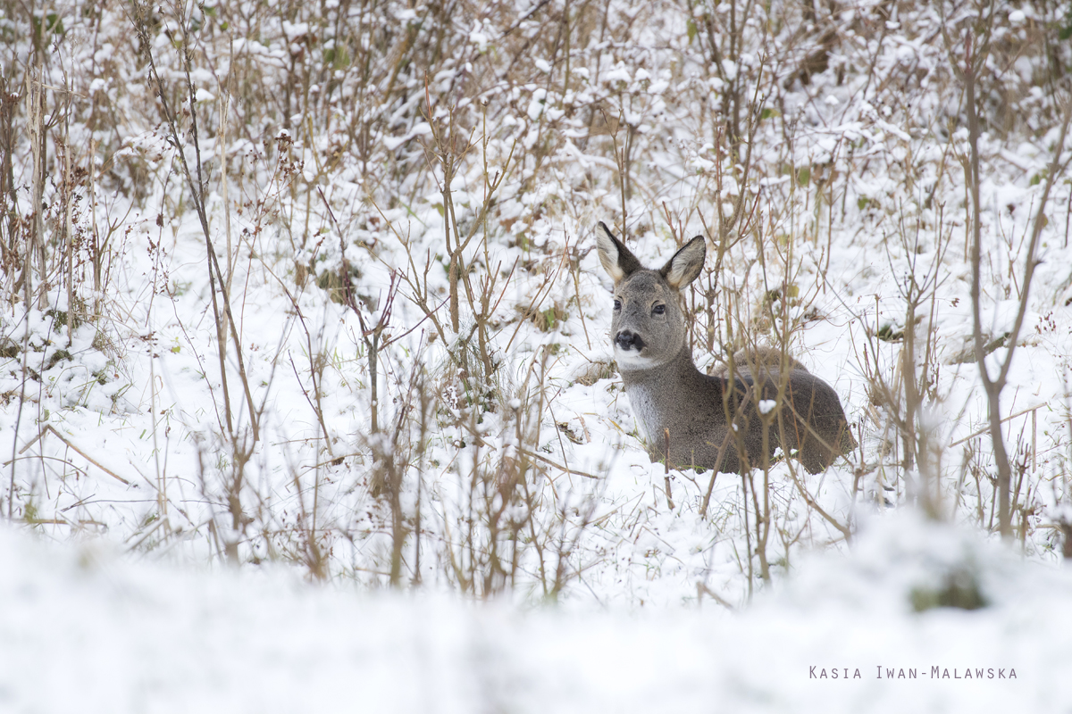 Sarna, Capreolus, capreolus, ssaki