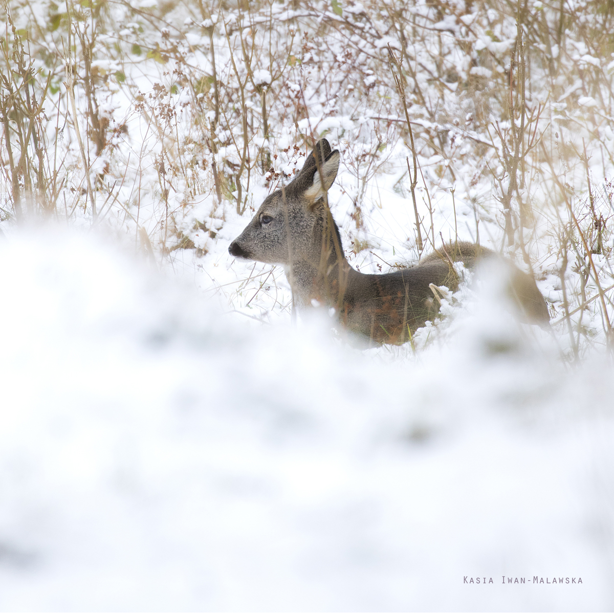 Roe, Deer, Capreolus, capreolus