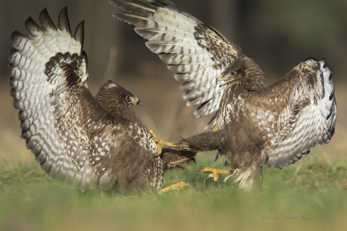 Myszow, Buteo, buteo, ptaki