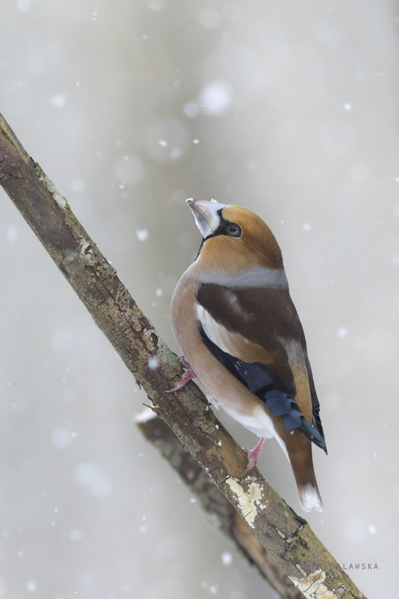 Grubodzib, Coccothraustes, coccothraustes, pestkojad, grabousk, ptaki