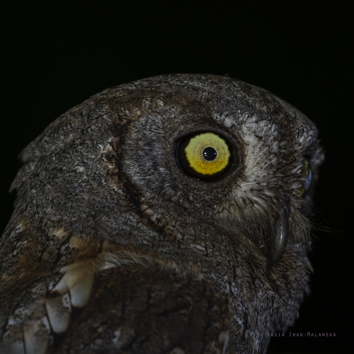 Otus, scops, Eurasian, Scops, Owl, Bulgaria