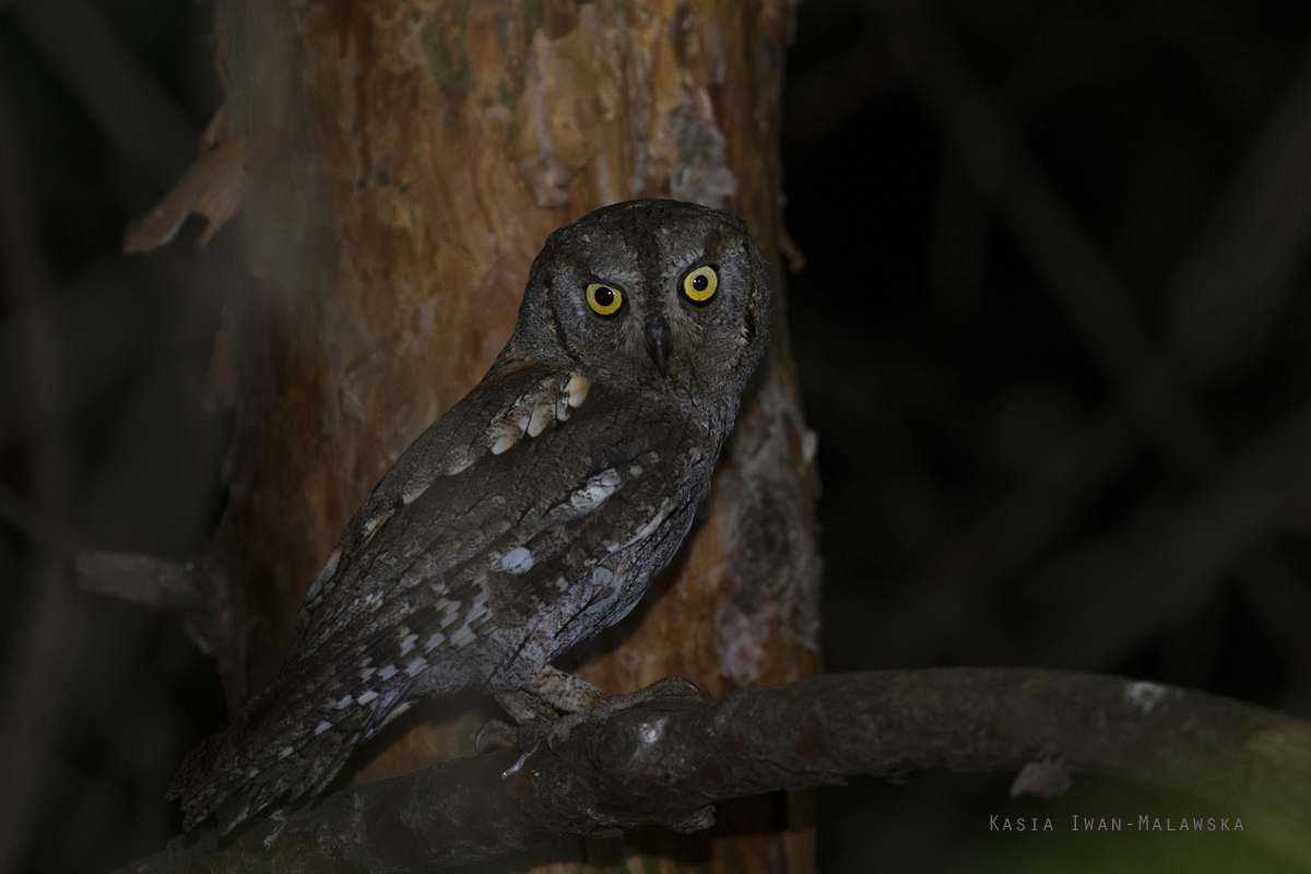 Syczek, Otus, scops, sowa, Bugaria, ptaki