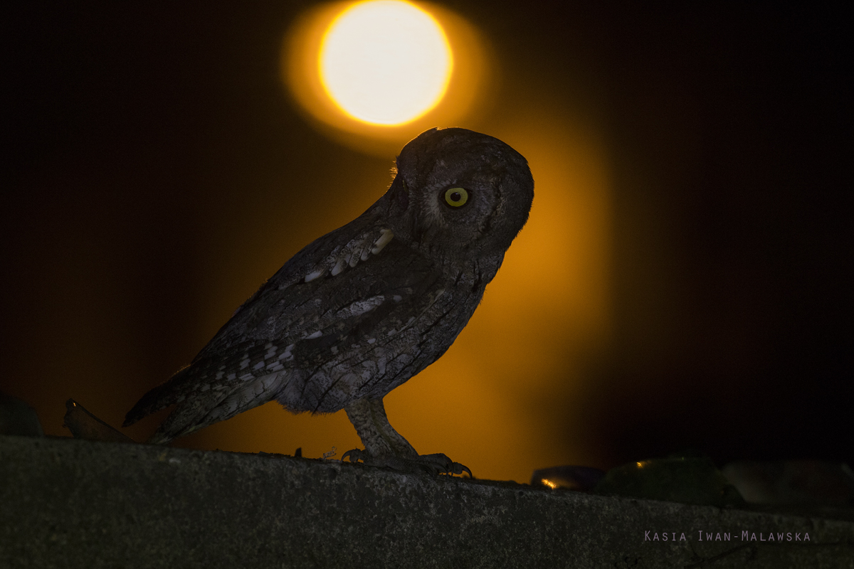 Otus, scops, Eurasian, Scops, Owl, Bulgaria