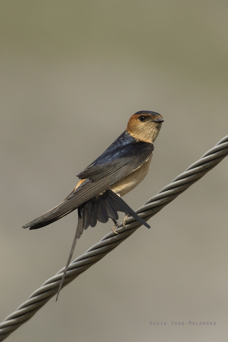 Cecropis, daurica, Red-rumped, Swallow, Bulgaria